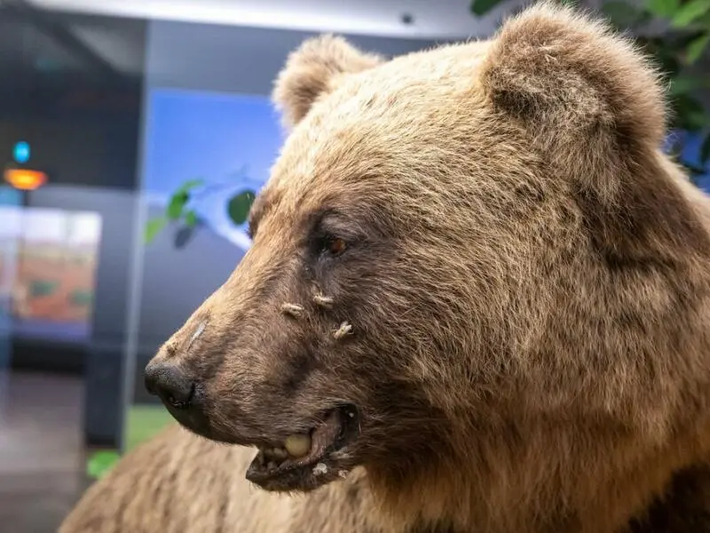 Bayerische Landesausstellung - Kostbares, Mächtige und ein Bär