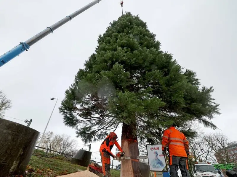 Mammutbaum als traditioneller Weihnachtsbaum in Rostock