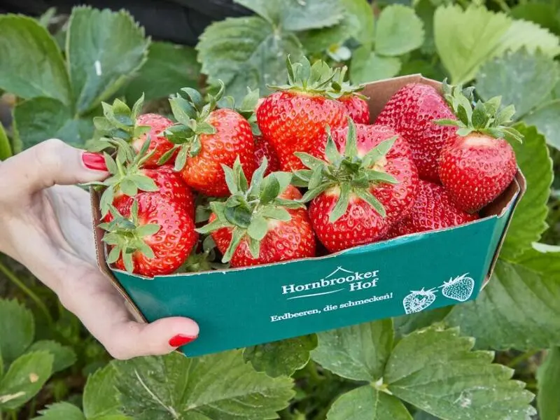 Landwirtschaftskammer eröffnet Erdbeersaison