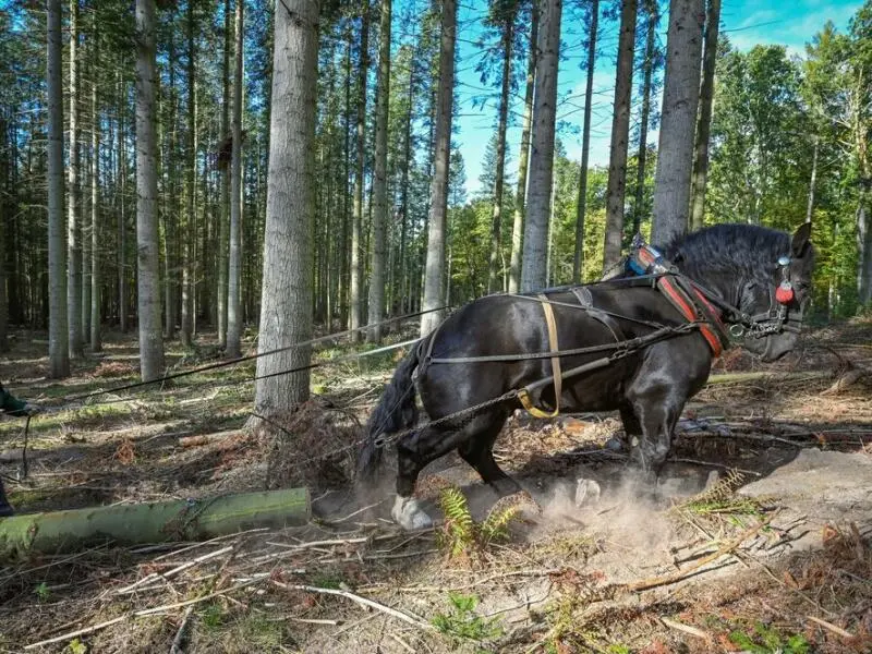 Waldarbeit mit dem Rückepferd