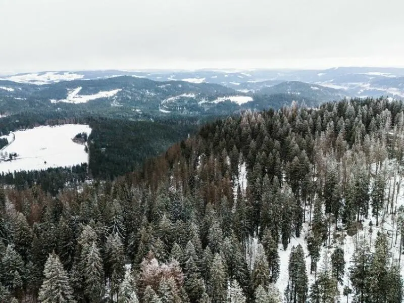 Schnee in Höhenlagen des Hochschwarzwalds