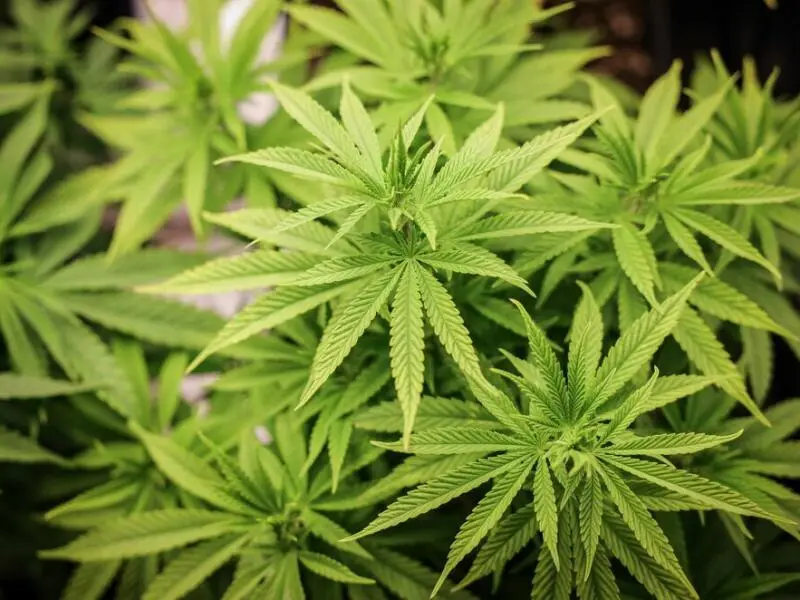 Abstimmung im Bundesrat über Cannabis-Gesetz