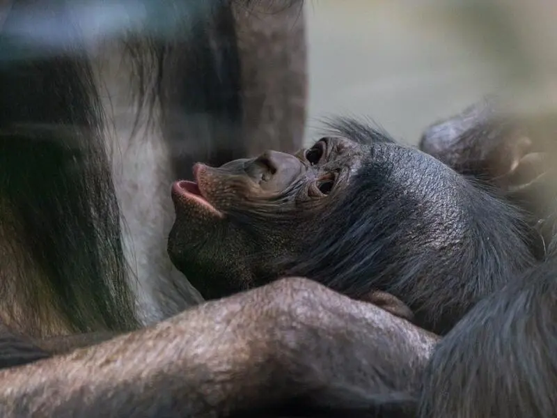 Namenloser Bonobo-Nachwuchs in der Wilhelma