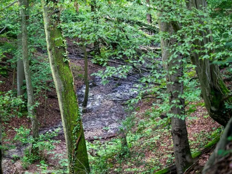 Wald in Nordrhein-Westfalen