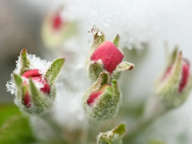 Schnee auf Apfelblüte