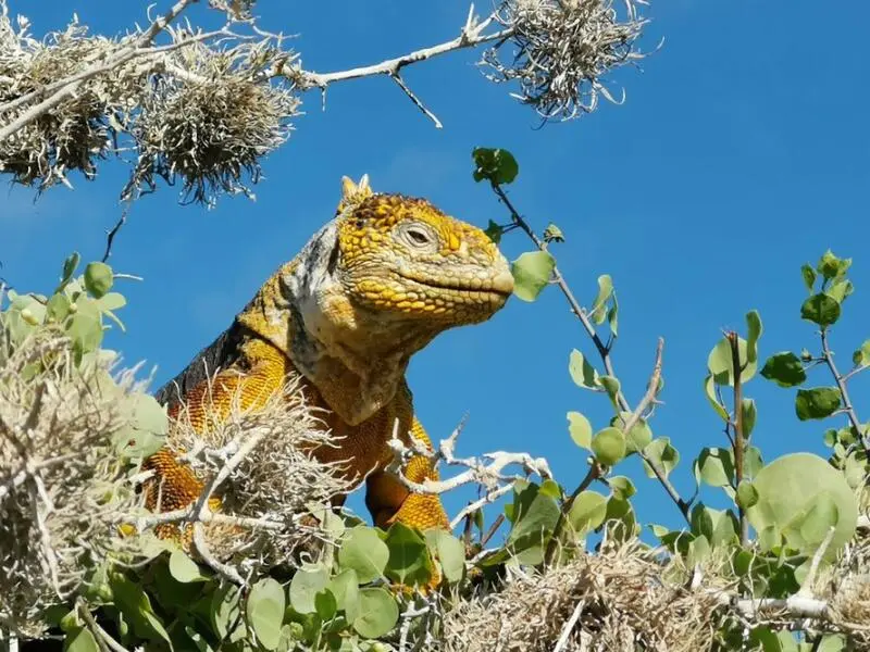 Galápagos Leguan