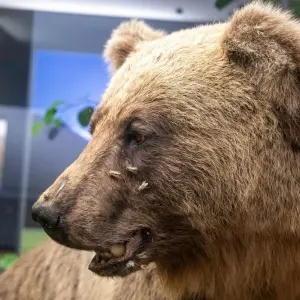 Bayerische Landesausstellung - Kostbares, Mächtige und ein Bär