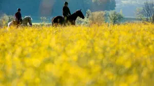 Reiter neben einer gelb blühenden Wiese