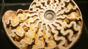 Eröffnung Sonderausstellung „Ammonite Masterpieces“