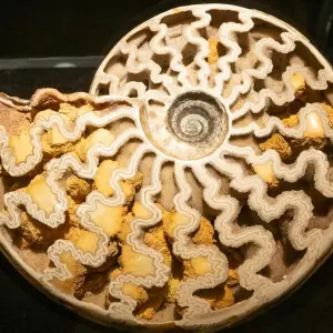 Eröffnung Sonderausstellung „Ammonite Masterpieces“