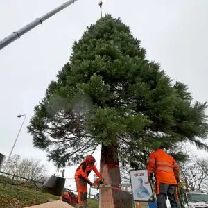 Mammutbaum als traditioneller Weihnachtsbaum in Rostock