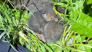 Polizei rettet zwei Fuchsbabys