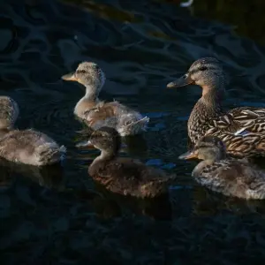 Eine Entenfamilie schwimmt auf einem See