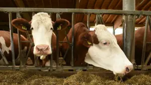 Blauzungenkrankheit bedroht Rinder