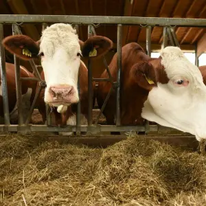 Blauzungenkrankheit bedroht Rinder