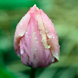 Regentropfen perlen von einer Tulpe