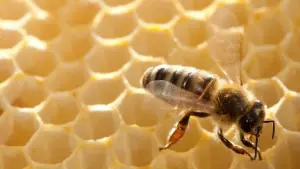 Biene auf einer Wabe