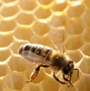 Biene auf einer Wabe