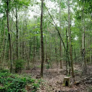 Wald bei Georgenthal