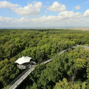Blick vom Aussichtsturm des Baumkronenpfades