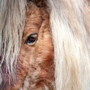 Mini Shetland Pony im Zoo