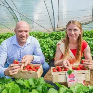Eröffnung der Erdbeersaison in Hessen