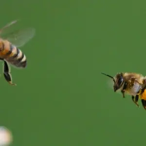 Bienen fliegen in ihren Stock