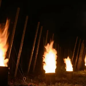 Feuer gegen Frostschäden im Weinberg