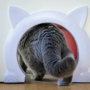 Eine Katze schlüpft durch eine Öffnung