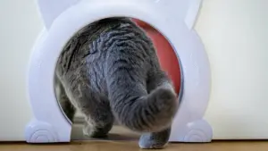 Eine Katze schlüpft durch eine Öffnung