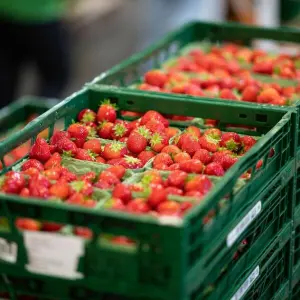 Gemüse- und Erdbeerenernte in Hamburg