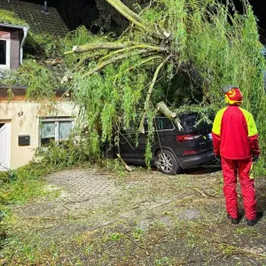 Baum fällt auf Autos und Haus