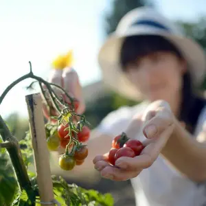 Eine Frau erntet Tomaten
