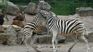 Eintrittspreise Zoos und Tierparks