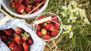 Frische Erdbeeren auf einem Feld