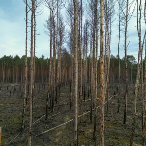 Waldbrandfläche