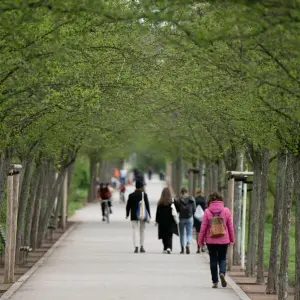 Straßenbäume Dresden