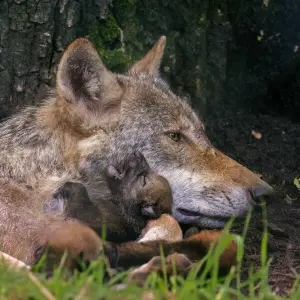 Wolfsnachwuchs im Hanauer Wildpark - Vater aber unbekannt