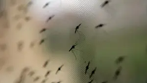 Mücken am Gitter