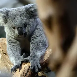 Neues Koala-Weibchen im Leipziger Zoo