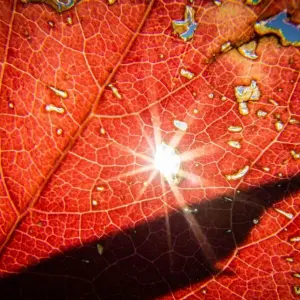 Herbstliches Blatt in der Sonne