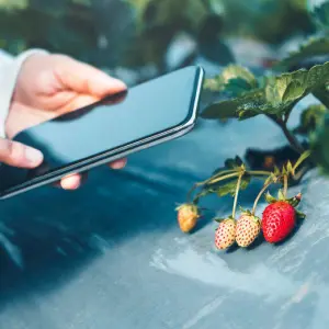 Smarter Garten: Pflanzen-Apps und clevere Technik vereinfachen die Gartenarbeit
