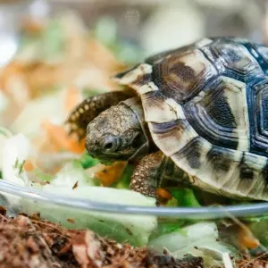 Griechische Landschildkröte in einer Zoohandlung