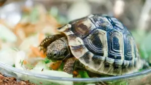 Griechische Landschildkröte in einer Zoohandlung
