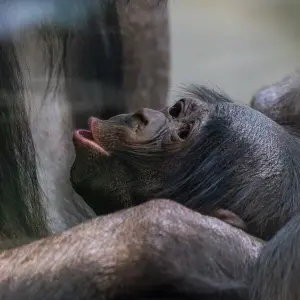 Namenloser Bonobo-Nachwuchs in der Wilhelma