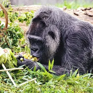 Gorilla Fatou feiert Geburtstag