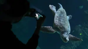 Unechte Karettschildkröte schwimmt im Meeresmuseum von Stralsund