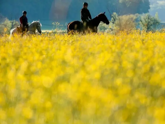 Reiter neben einer gelb blühenden Wiese