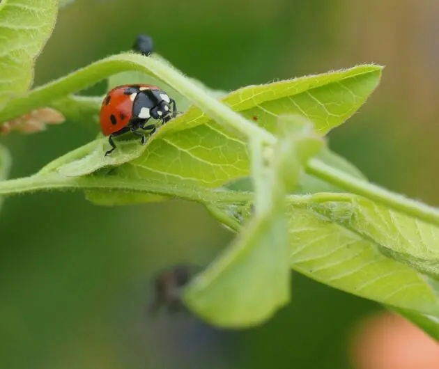 Ein Marienkäfer auf einer Pflanze