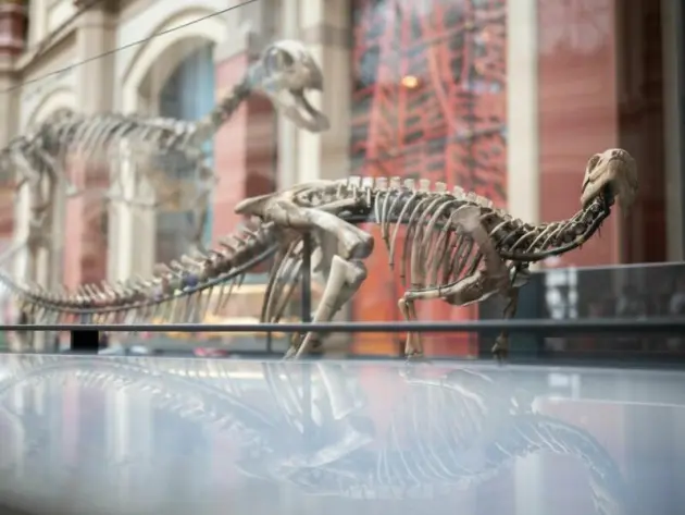 Dysalotosaurus lettowvorbecki